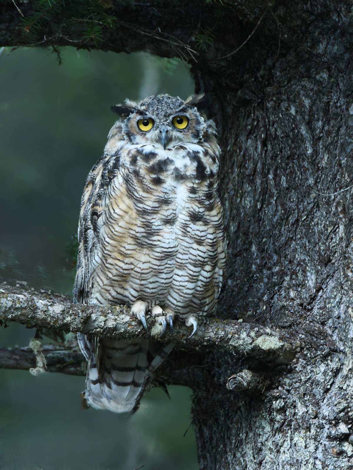 great horned owl