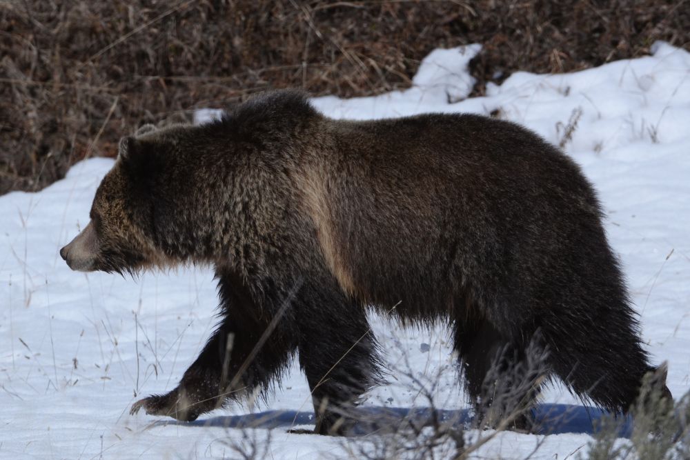grizzlywalking