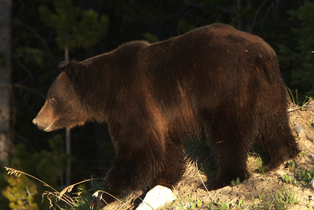 dark brown grizzly