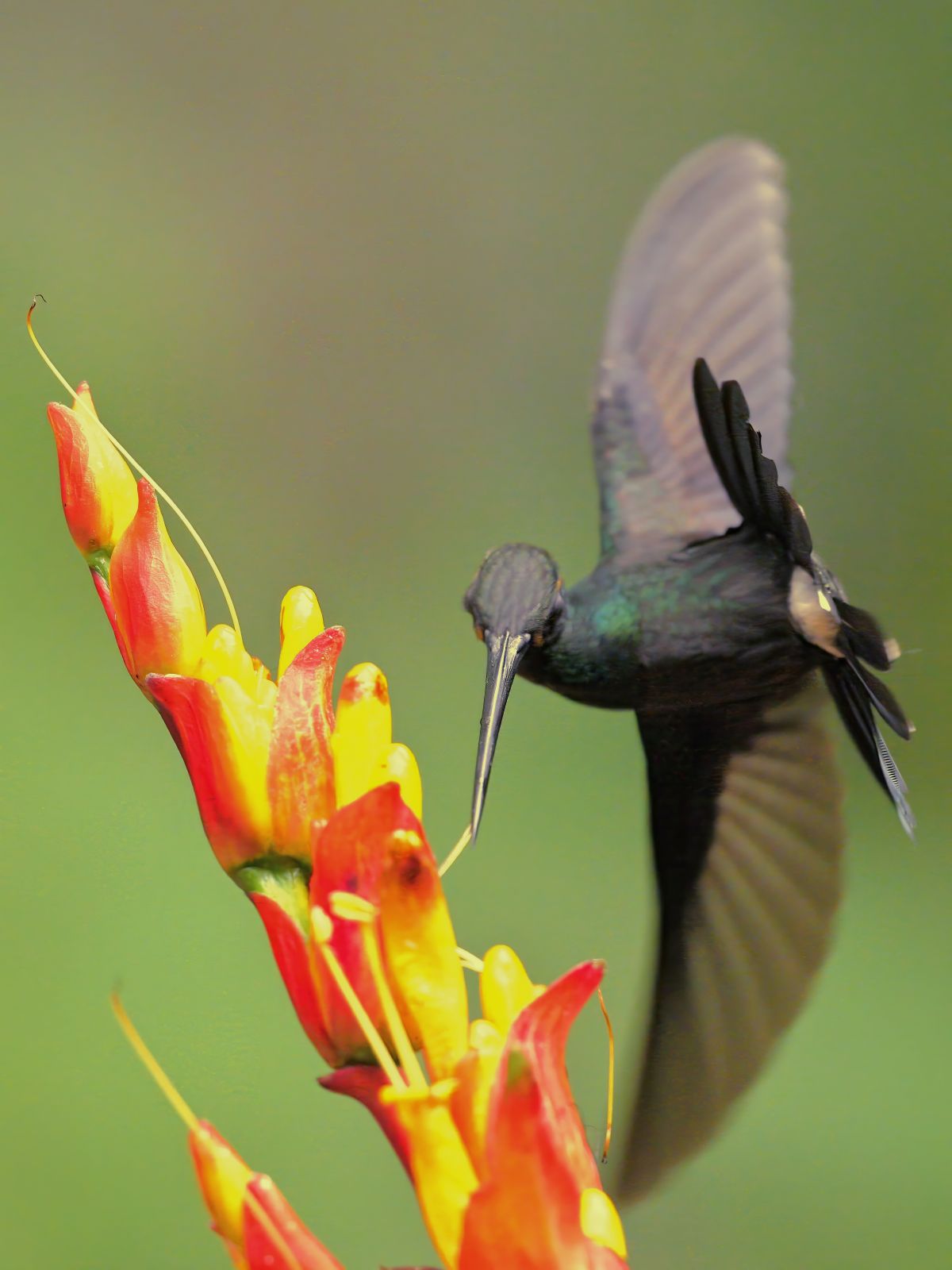 hummingbird
