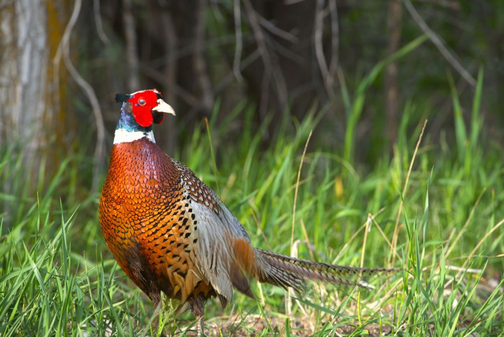 rooster pheasant