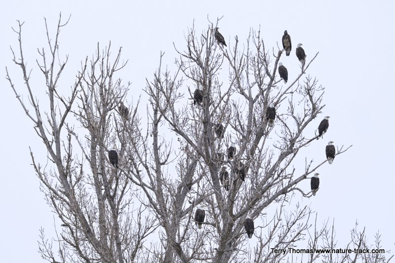 eagle roost tree