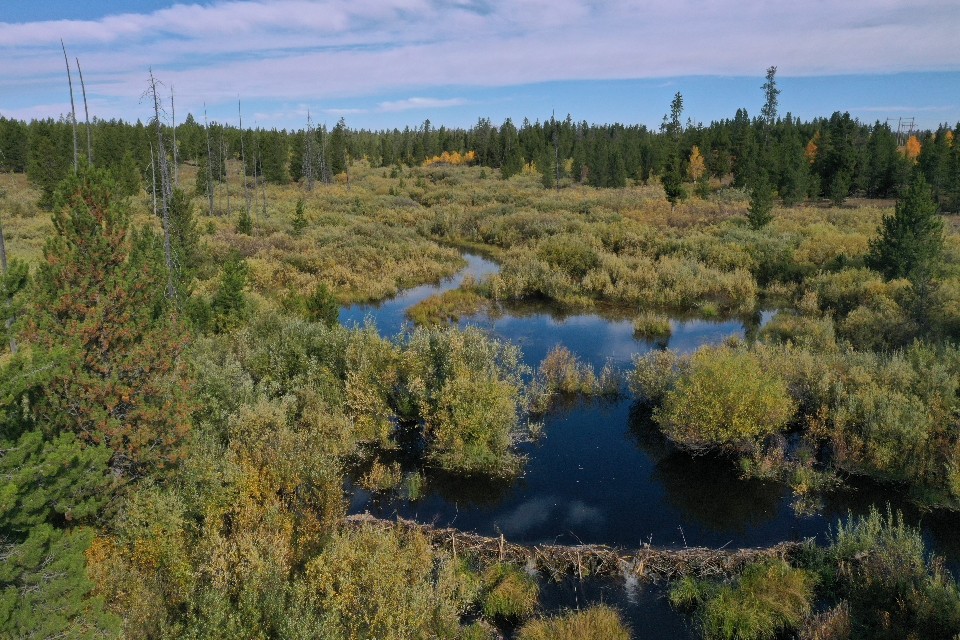 beaverdam