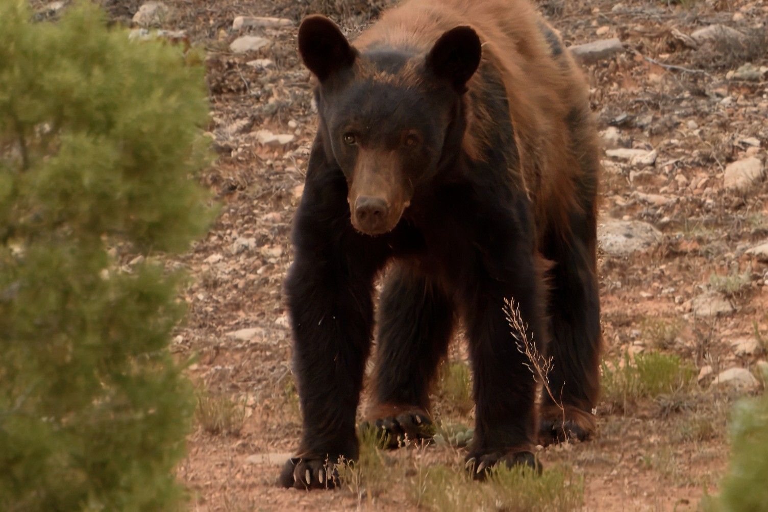 black bear face on