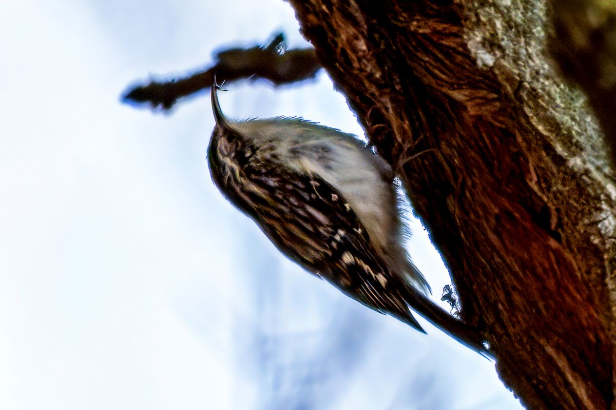 brown creeper