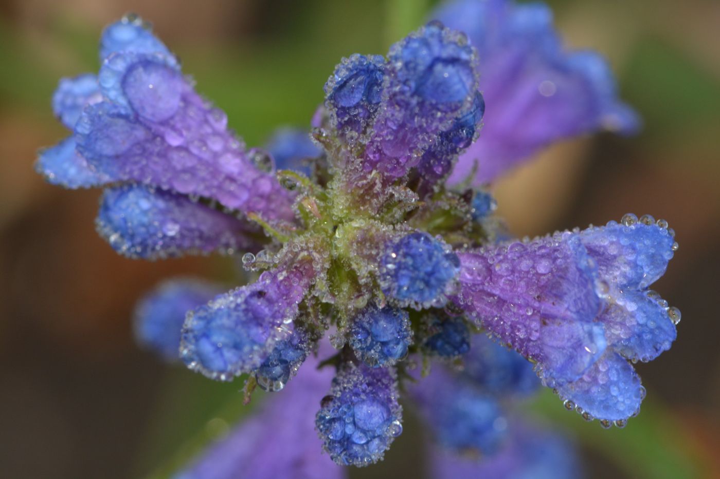 droplets on flowers