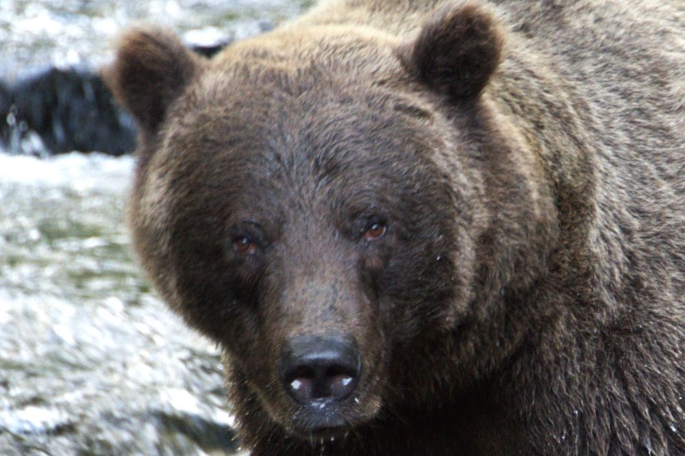 Grizzly face