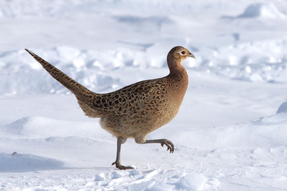 hen pheasant