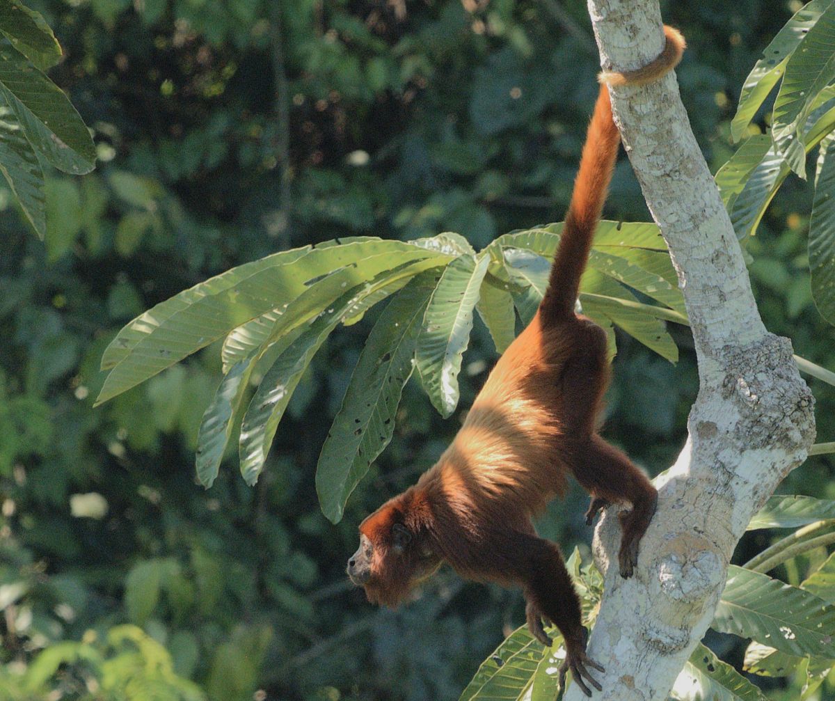 howler monkey