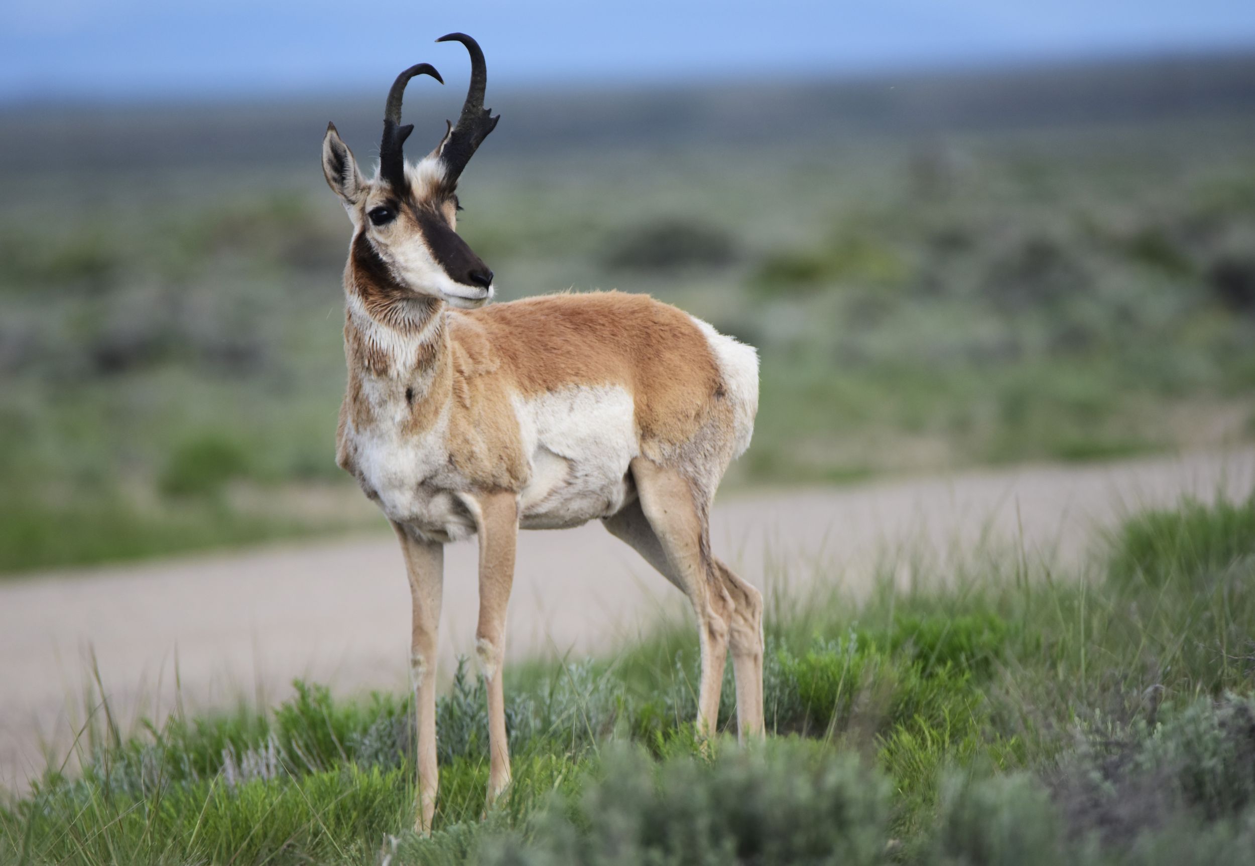 pronghorn