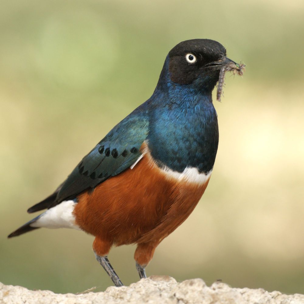 superbstarling