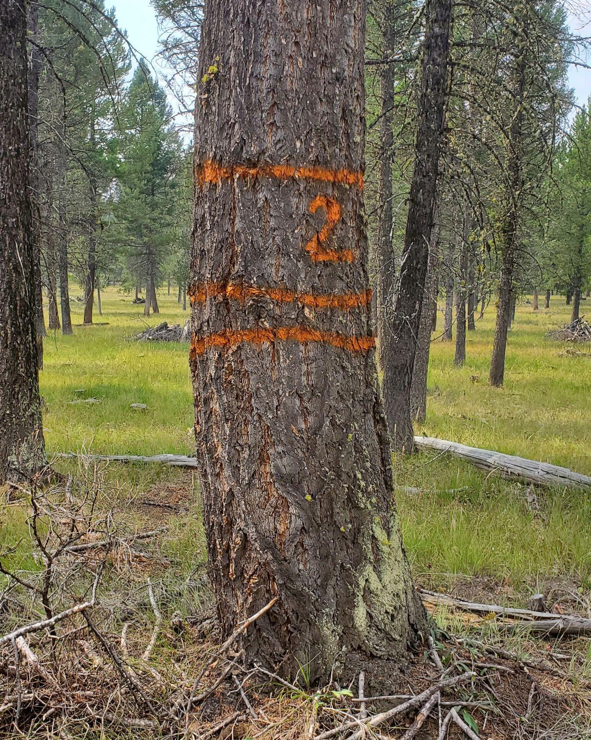 painted tree painted tree