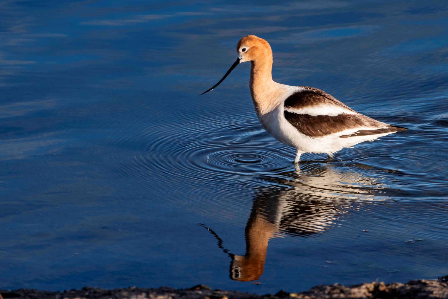 avocet avocet