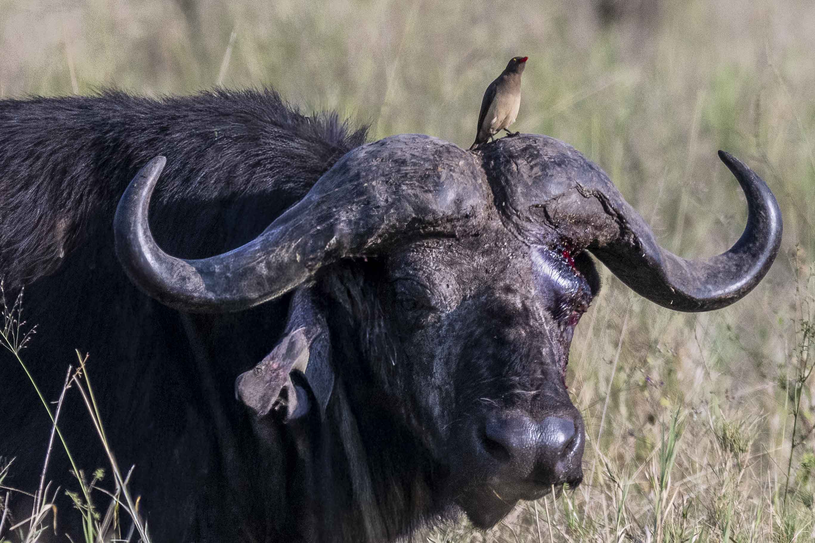 oxpecker on buffalo