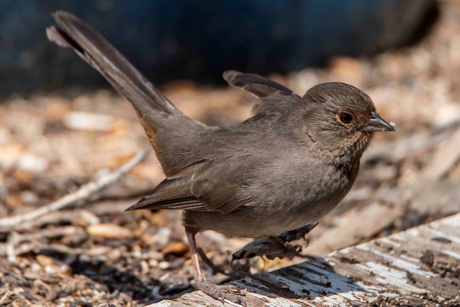 California Towhee California Towhee