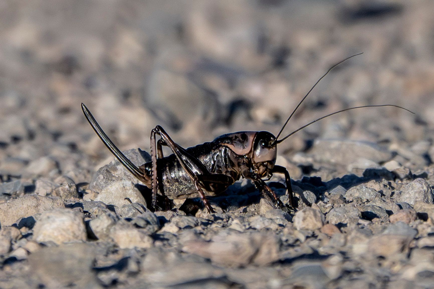 Mormon Cricket close up Mormon Cricket close up