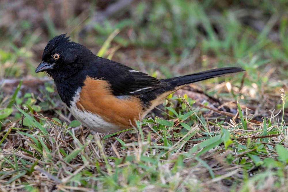 eastern towhee eastern towhee