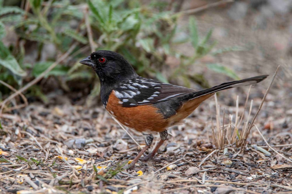 Spotted towhee Spotted towhee