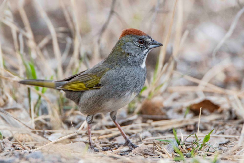 green tailed towhee green tailed towhee