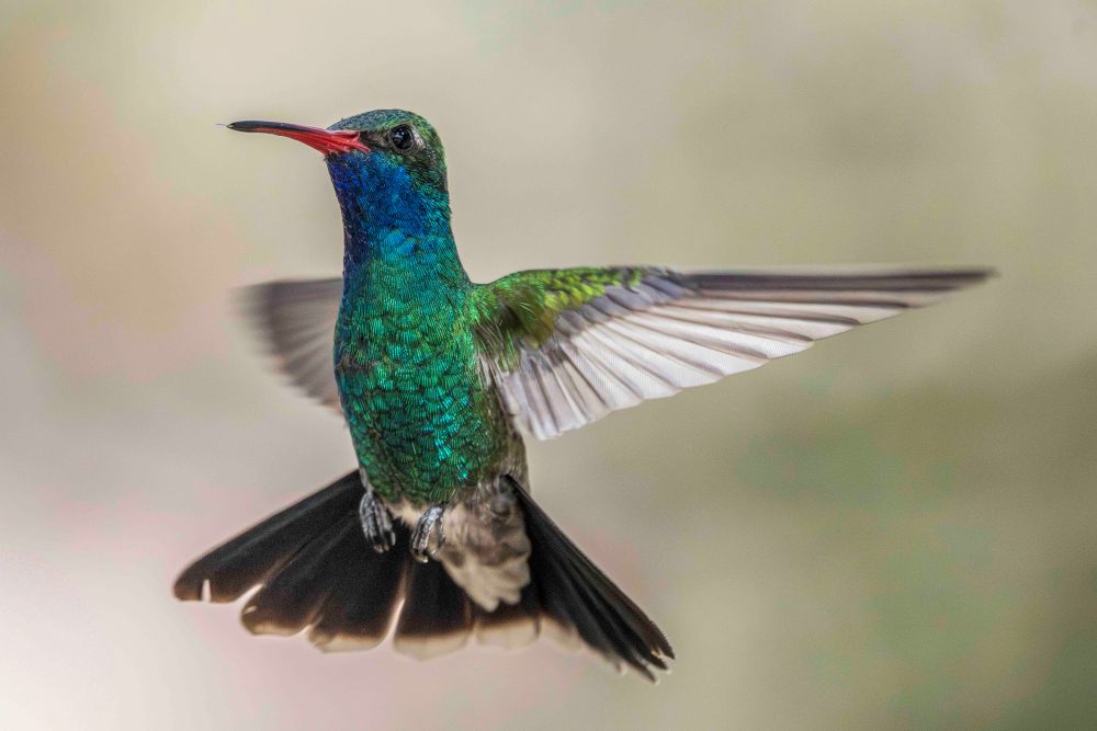 broadbilled hummingbird broadbilled hummingbird