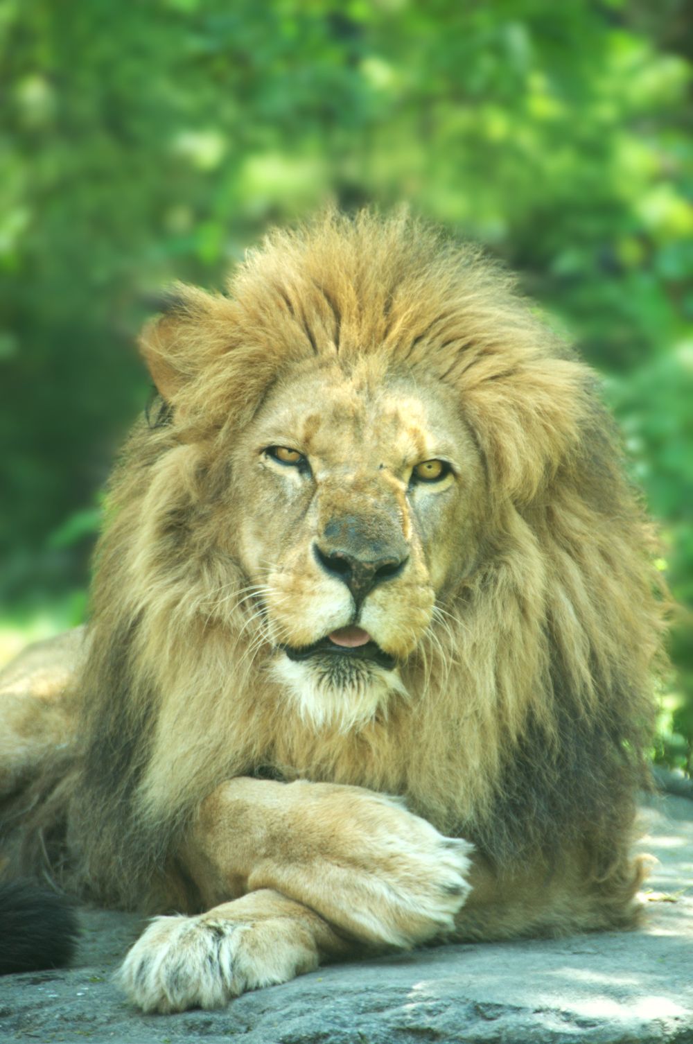 African lion