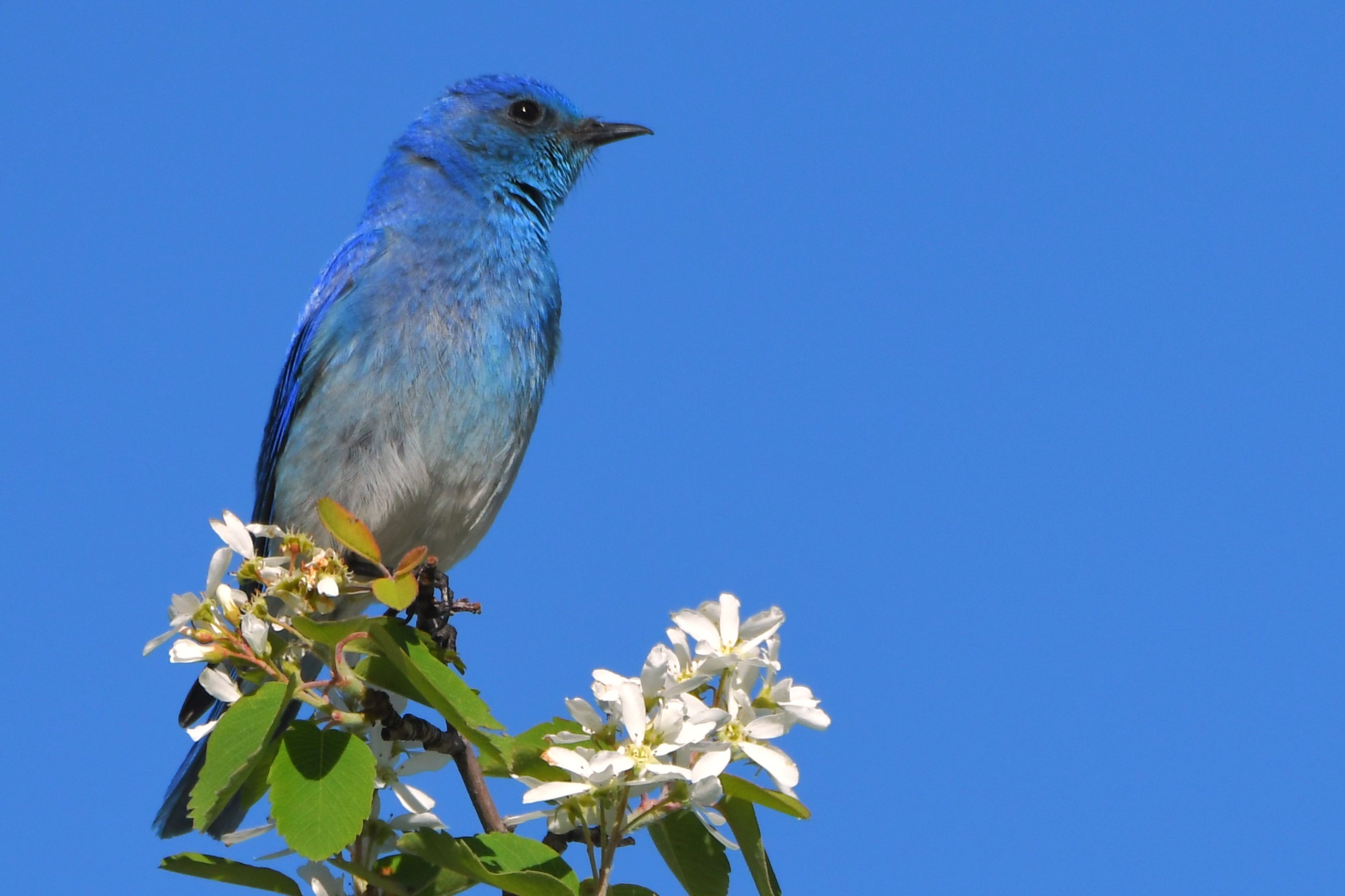 bluebird male