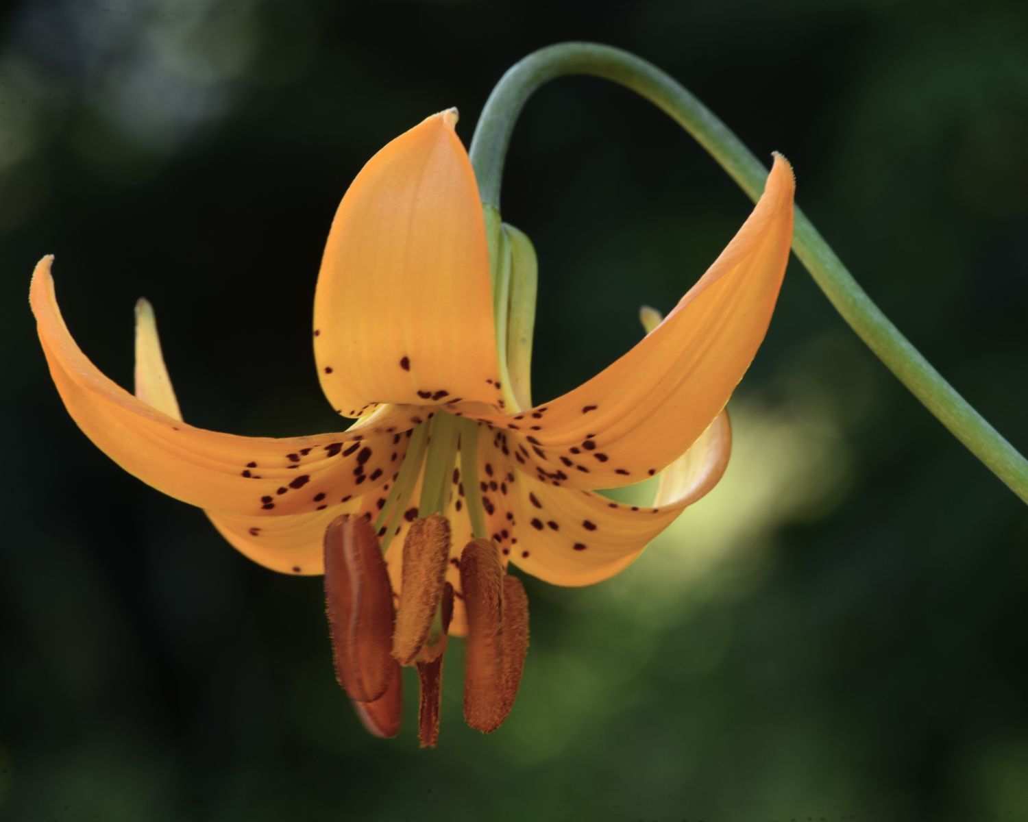 Columbia lily