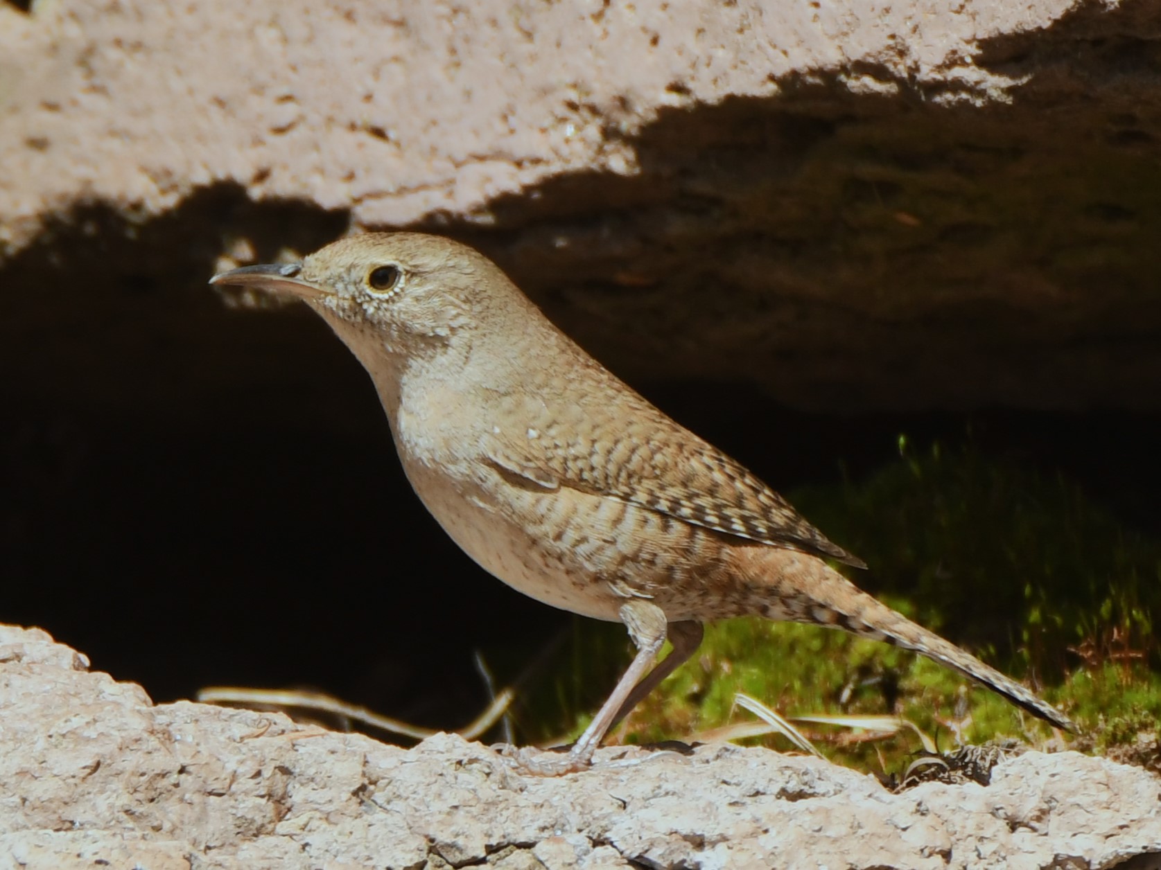 house wren