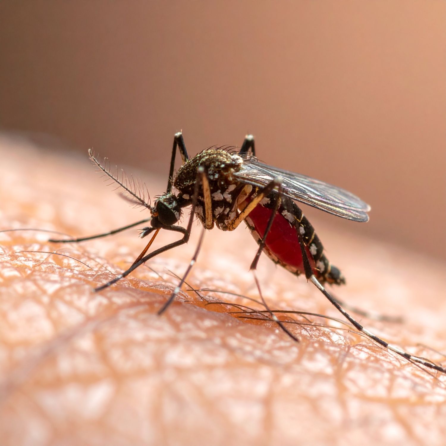 mosquito mosquito