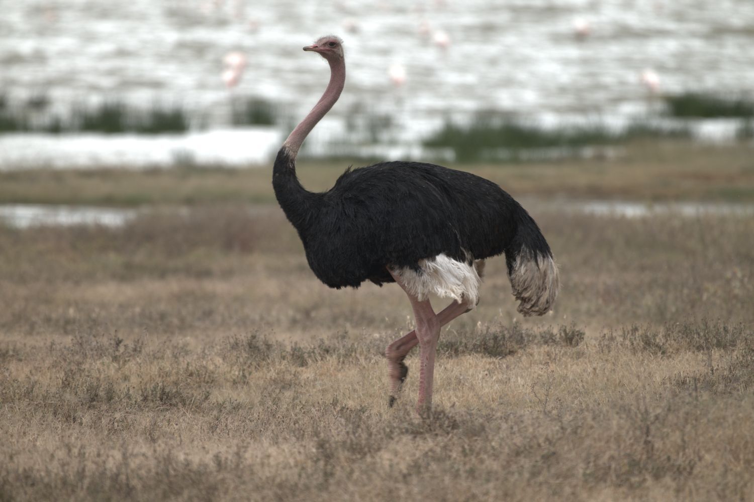 ostrich ostrich