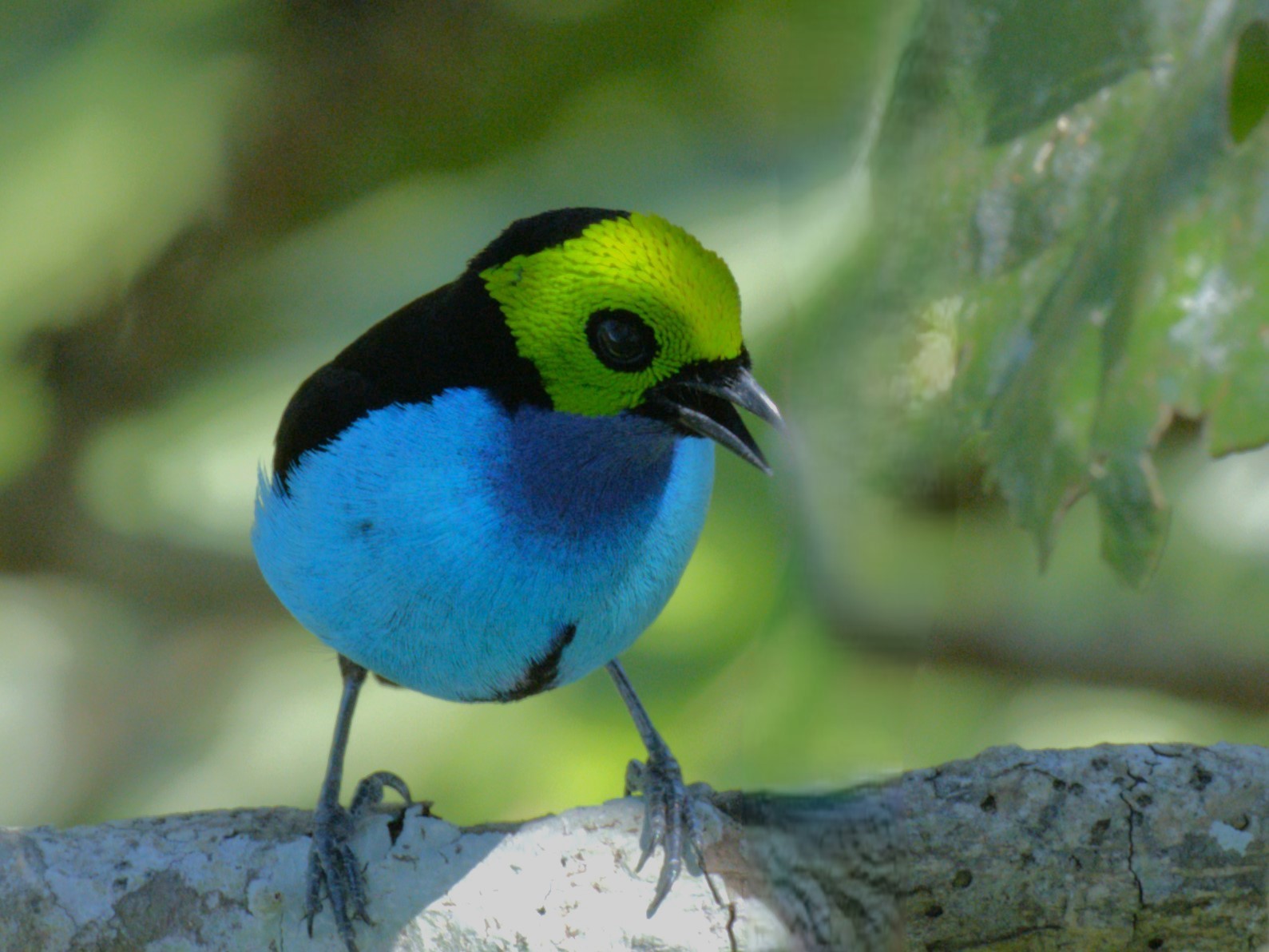 paradise tanager