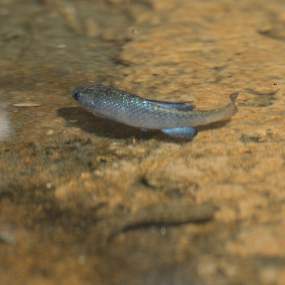 QB pupfish
