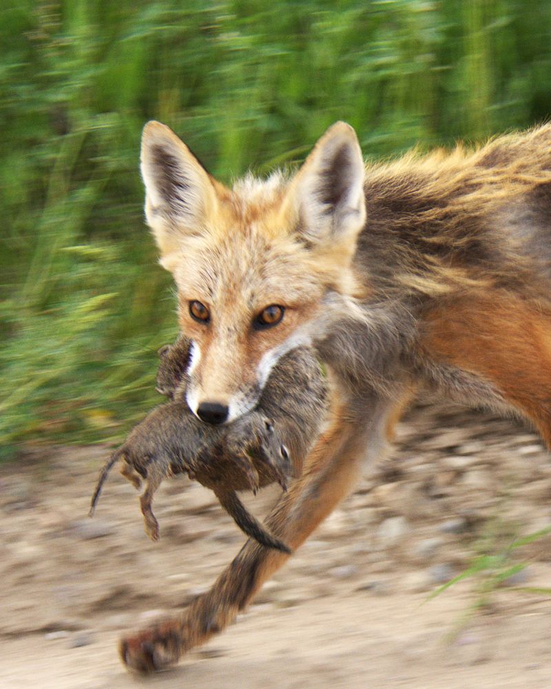red fox