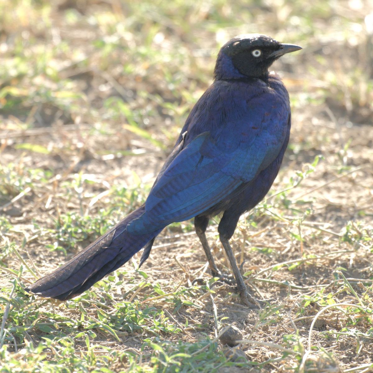 Ruppels starling
