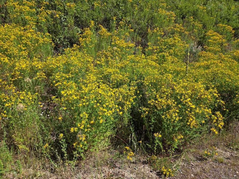 st johnswort st johnswort