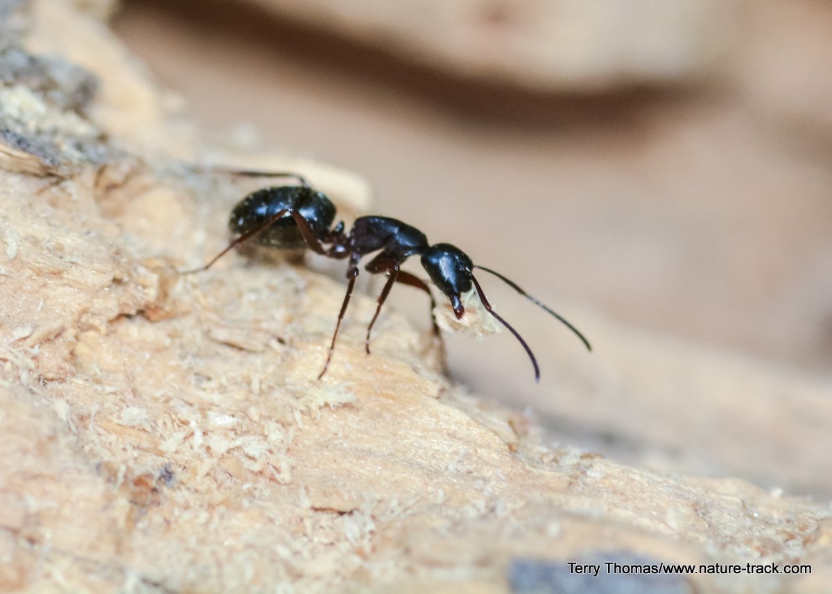 Ant