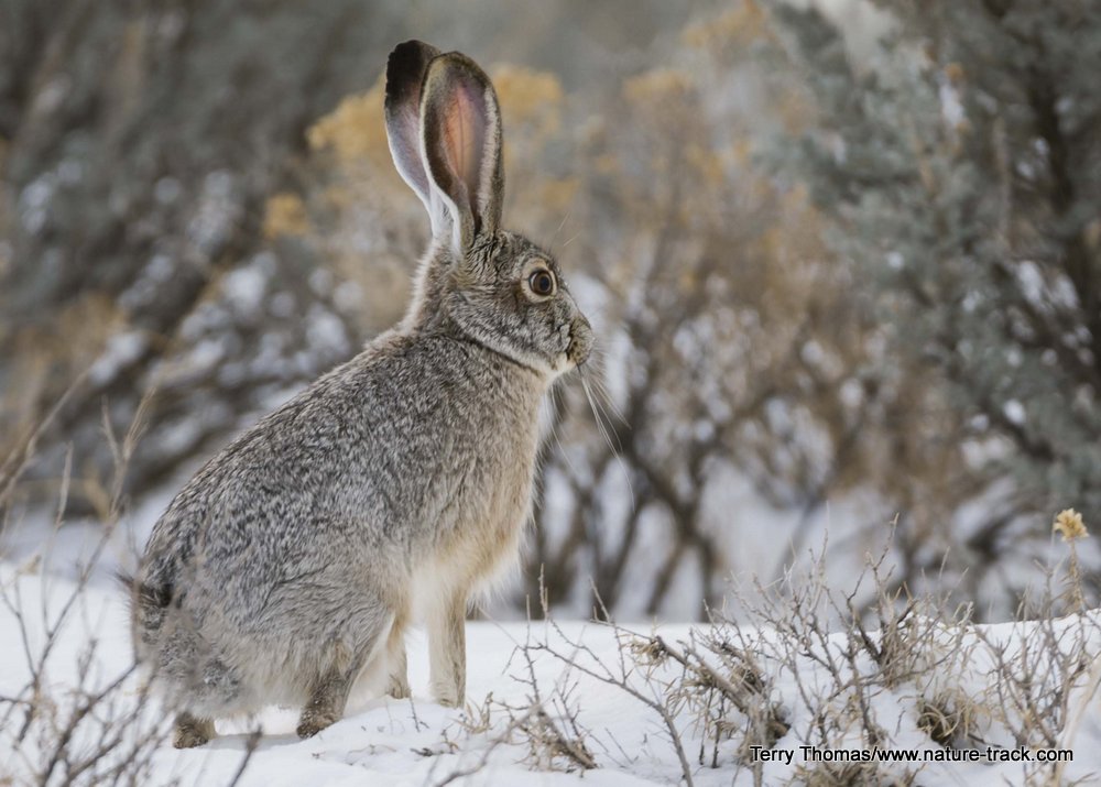 jackrabbit