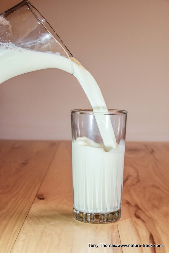 milk