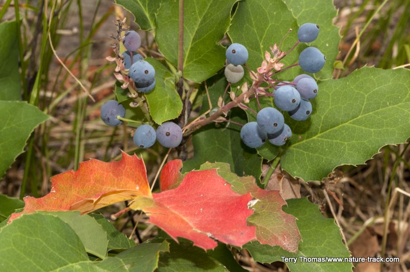 creeping oregon grape