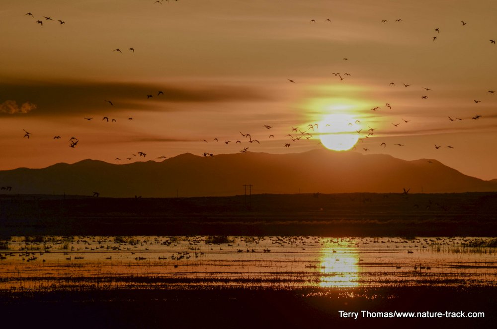sunrise market lake