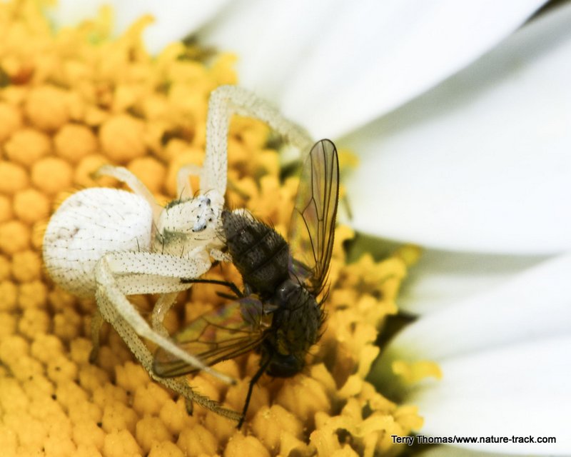 crab spider