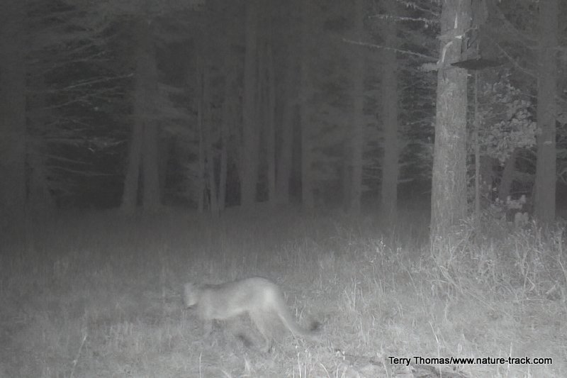 lion on trail cam