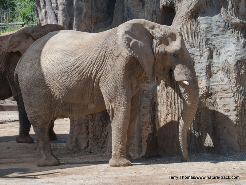 elephant