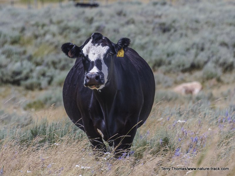 cow