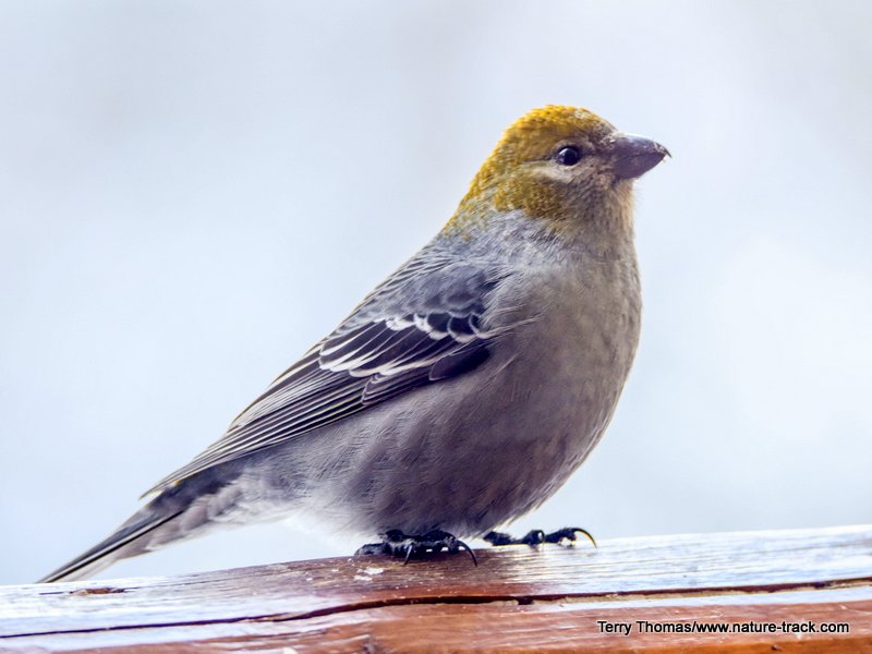 female pine grosbeak