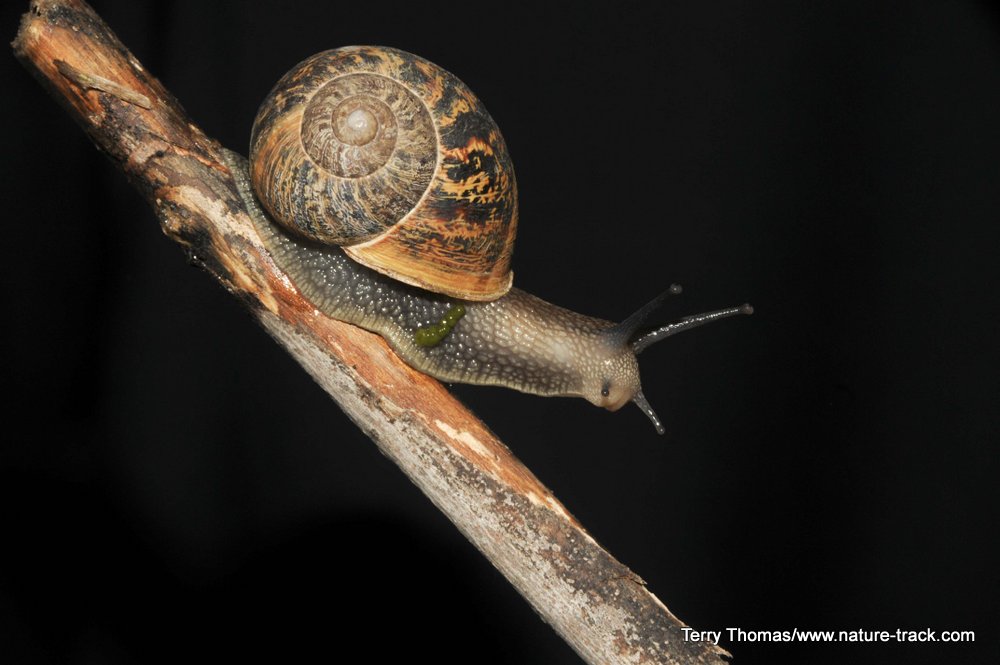snail
