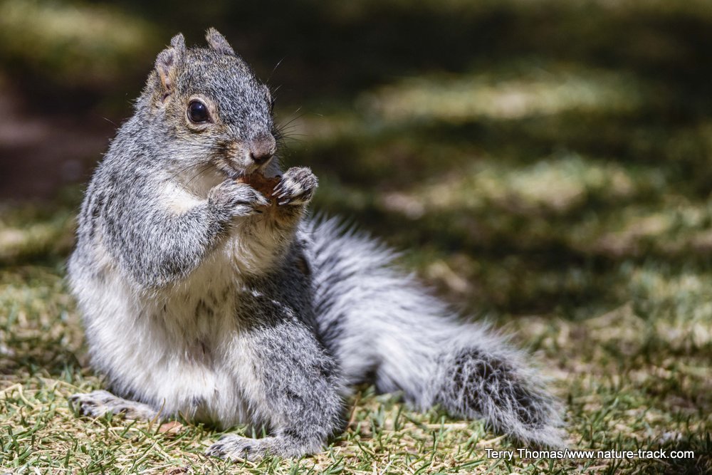 gray squirrel