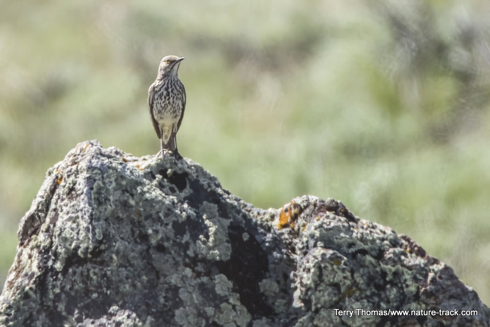 sage thrasher