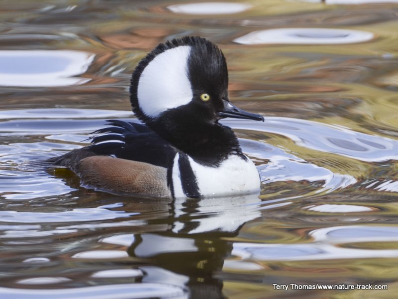 hooded Merganser