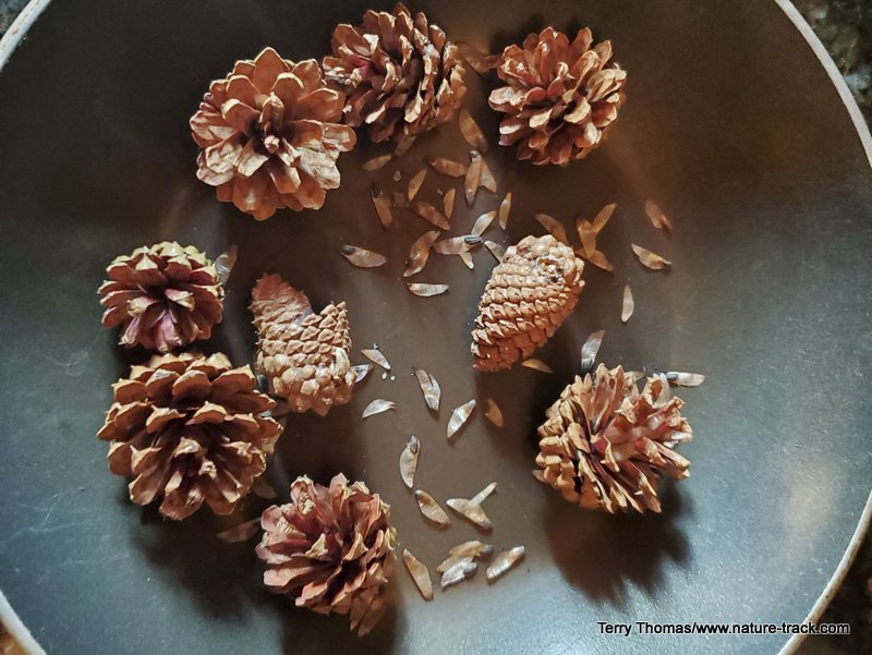 lodgepole cones